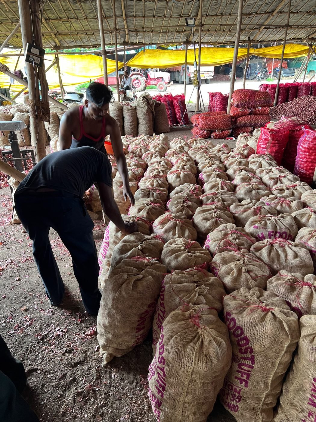 Onions packed in bags after sorting