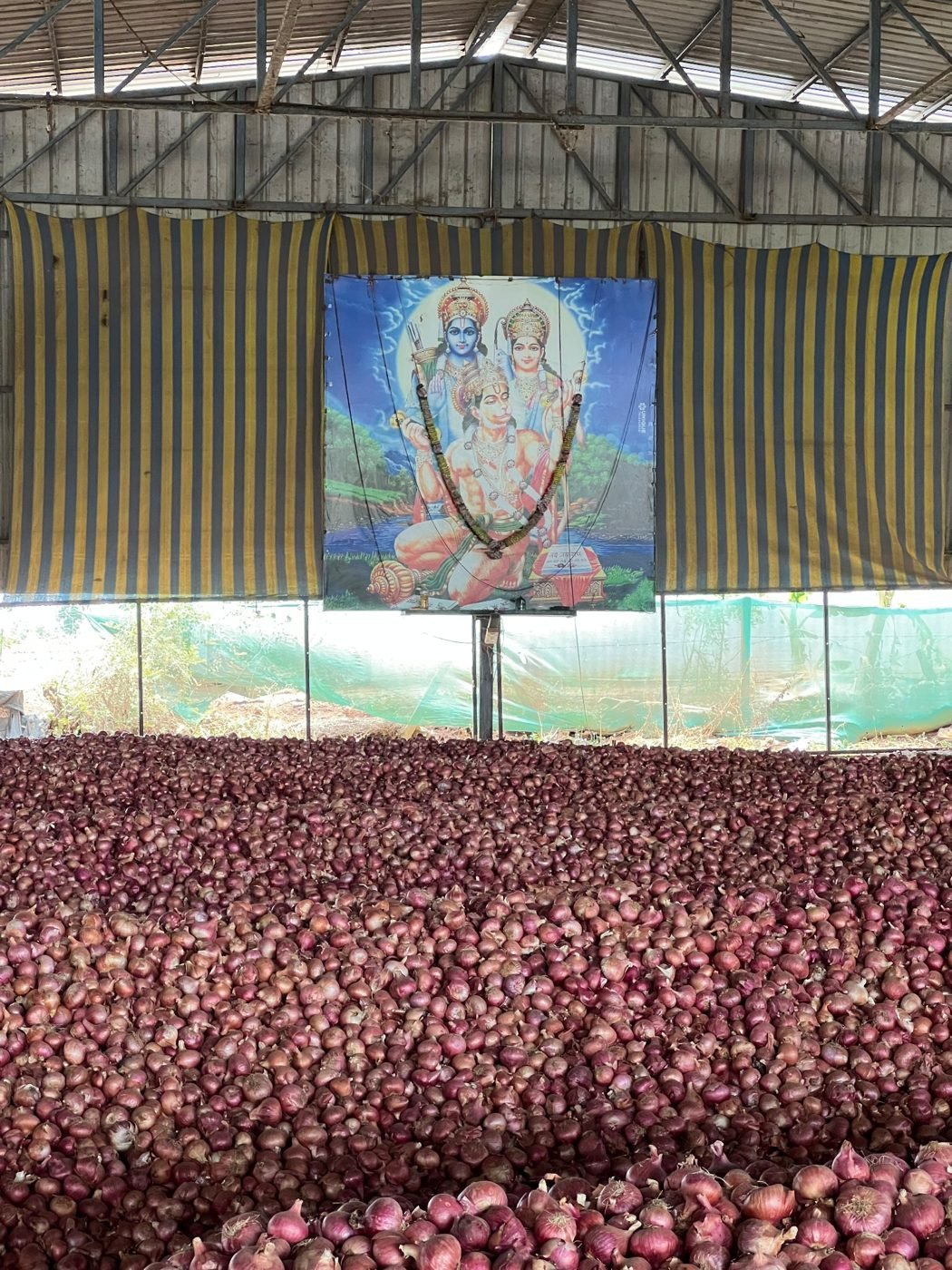 Fresh onion stock during procurement