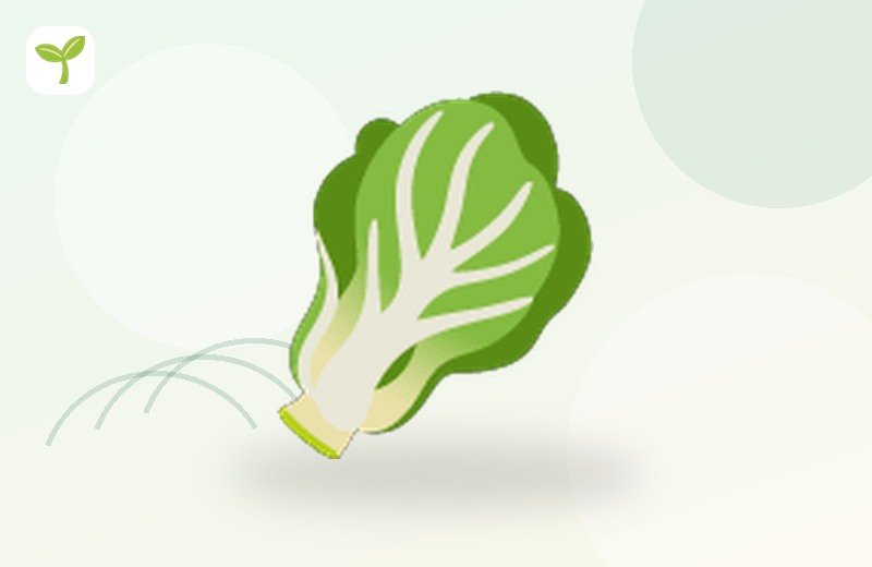 Cabbage