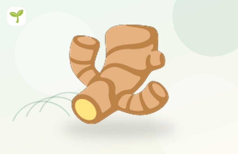 Ginger