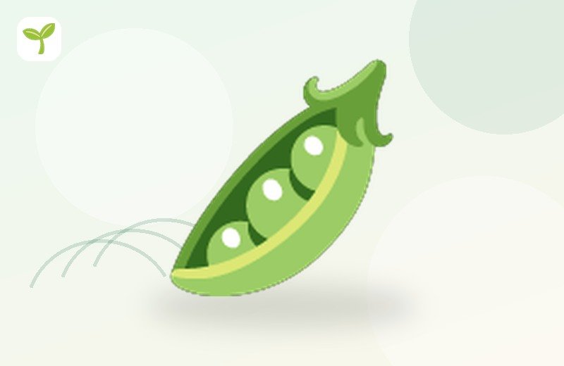 Green Beans
