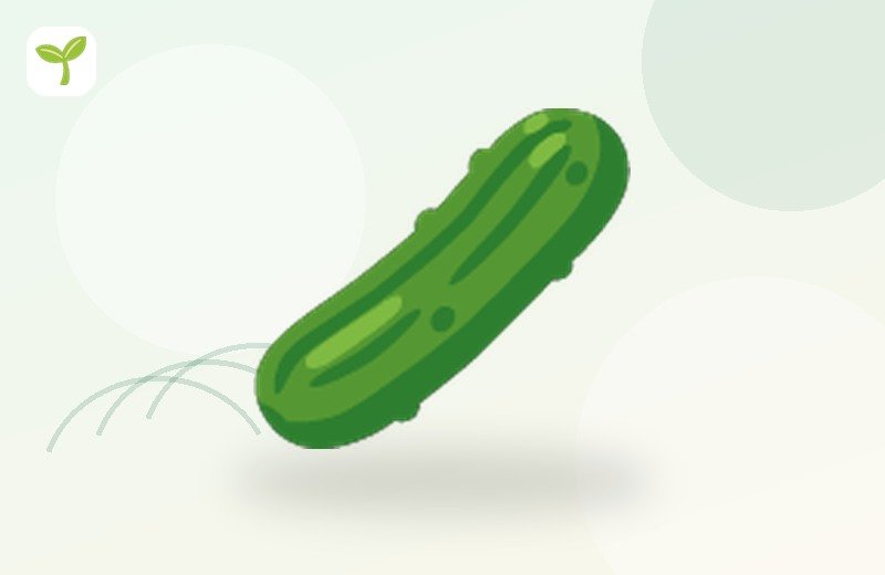 Ivy Gourd