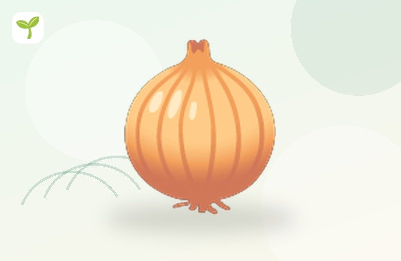 Pink Onion
