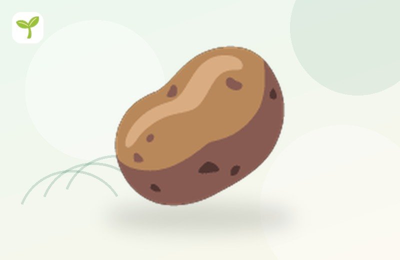Potato