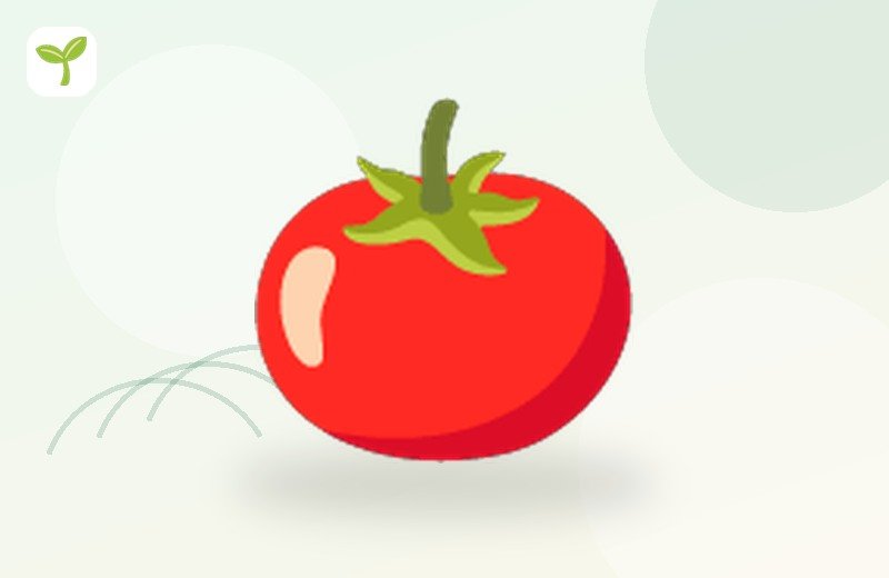 Tomato