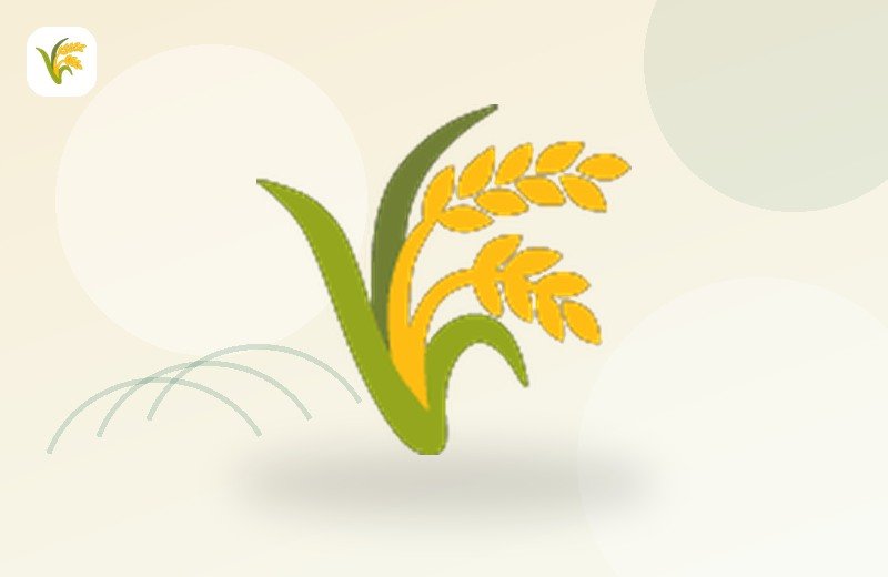 Wheat